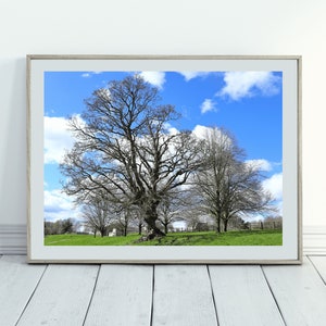 Impresión de fotografía de árbol, arte de pared de naturaleza, arte de pared imprimible, descarga digital de fotografía de paisaje de árbol, descarga de impresiones digitales de árbol de roble