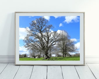 Tree photography print, nature wall art, printable wall art, tree landscape photography digital download, oak tree digital prints download