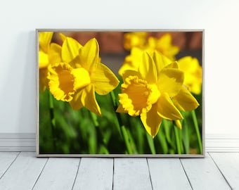Daffodil stampabile, stampa di fotografia di fiori, stampa di fiori gialli, immagine di narciso, fiore da vicino, fiori primaverili, immagine di narciso