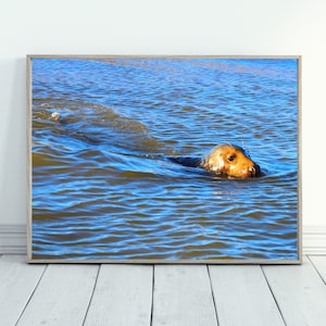 Seal animal, seal photography, seal decor, digital prints wall art download, cute animal printable, childrens room decor, funny animal