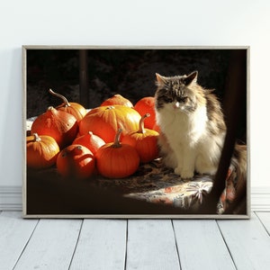 Puede incluir: Un gato esponjoso gris y blanco se sienta en una mesa con un grupo de calabazas naranjas. El gato está mirando las calabazas.