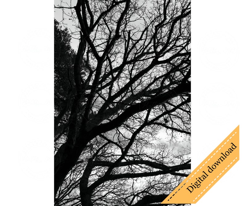 Black and White Photography Set, Black and White Photography Download