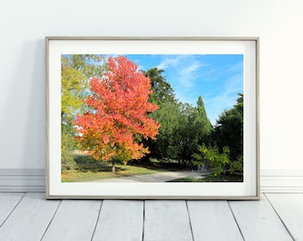 Roter Ahorn Baum Fotografie, Fotografie Download, digitaler Download Wand Kunst, Baum Szene Foto, roter Baum Foto, Natur Wand Kunst printable