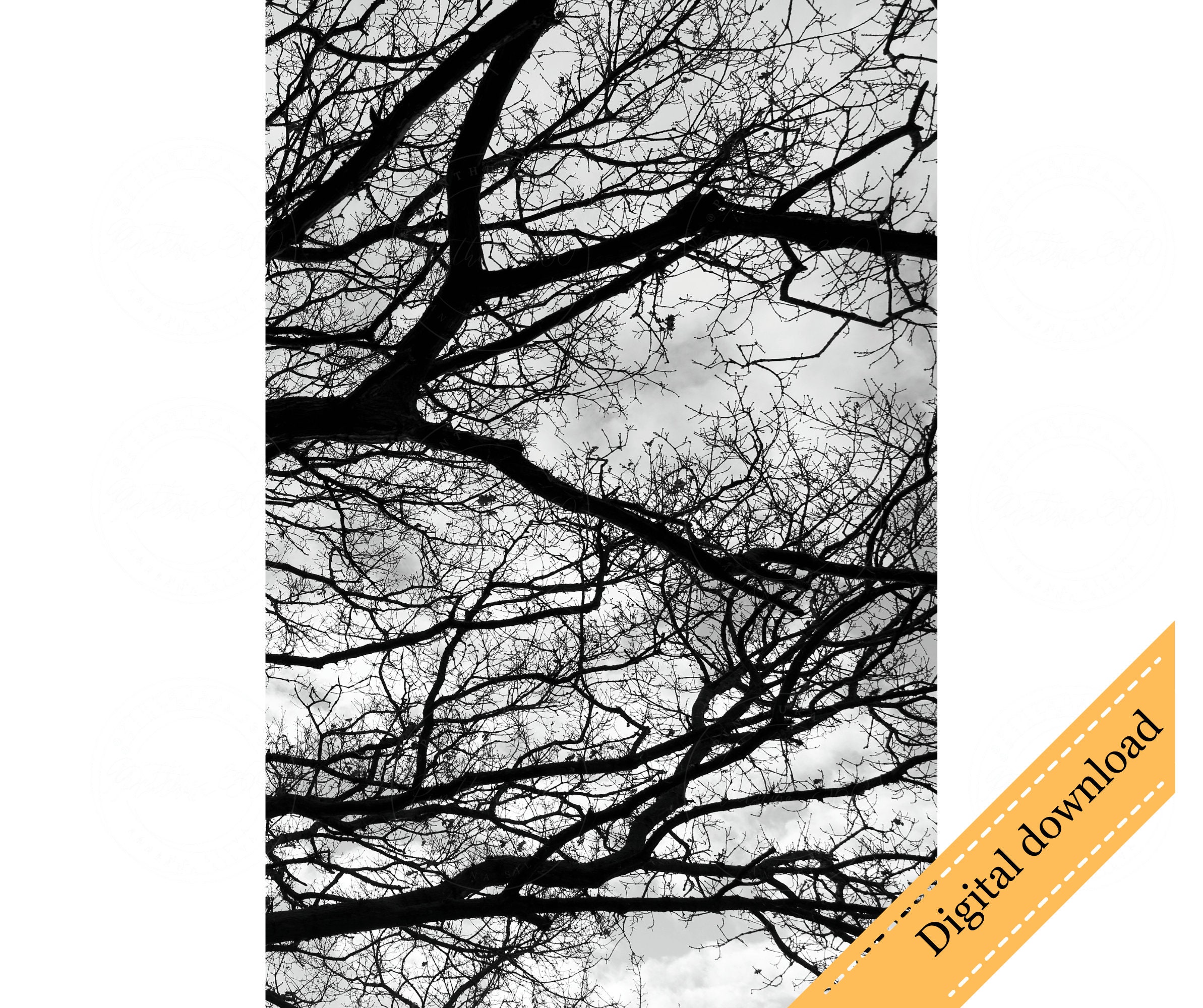 Black and White Photography Set, Black and White Photography Download