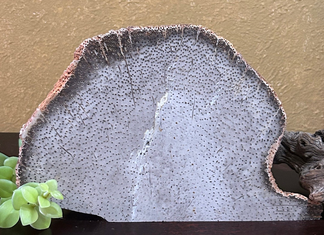 Polished Petrified Palm Wood, Fossil Wood, Polished Petrified Wood Etsy