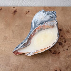 May include: A large, natural seashell candle holder. The shell is a mix of gray, blue, and orange hues, filled with a creamy white candle. The candle holder sits on a wooden surface.