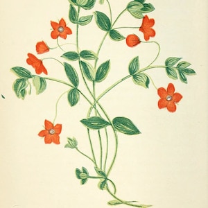 Primula rossa