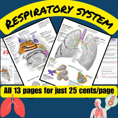 Respiratory System Study Guide Anatomy And Physiology Respiratory