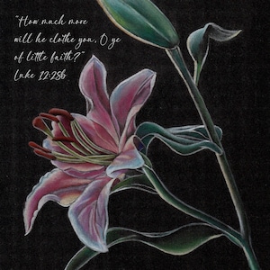 May include: A pink lily flower with green leaves on a black background. The image includes the text "How much more will he clothe you, O ye of little faith?" Luke 12:286.