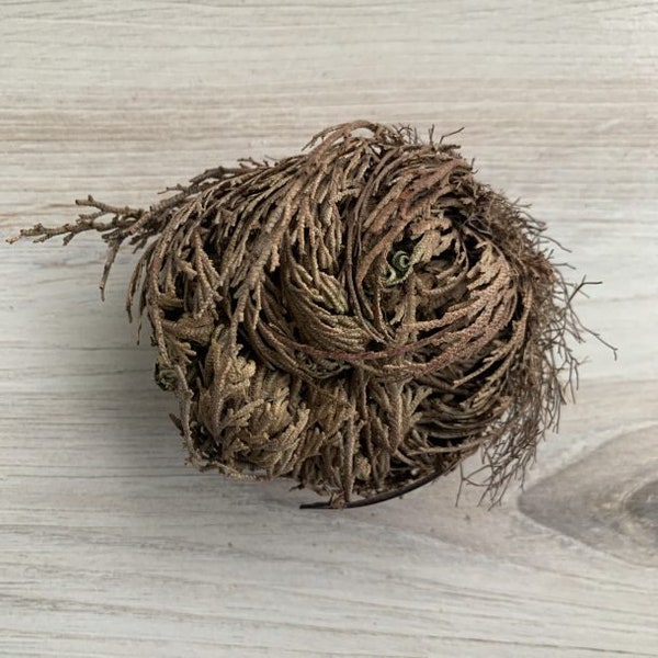 Rose of Jericho Resurrection Plant