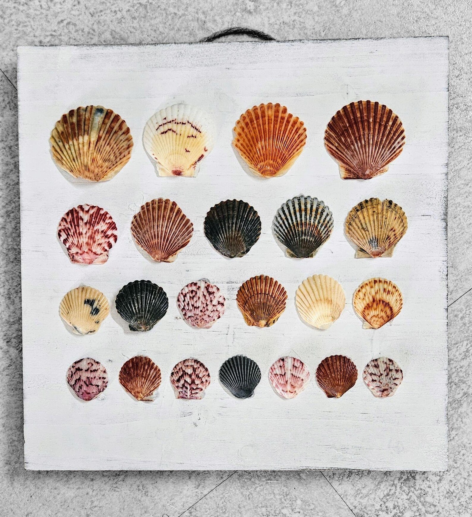 Scallo Shell Drawing Scallop Shell Art - Etsy
