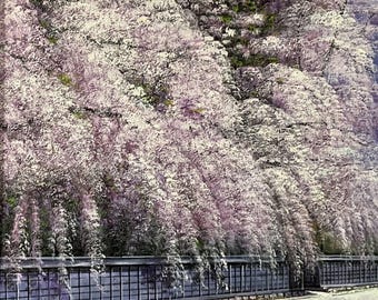 木村幸雄によるオリジナル油絵「角館の桜」 - Etsy 日本