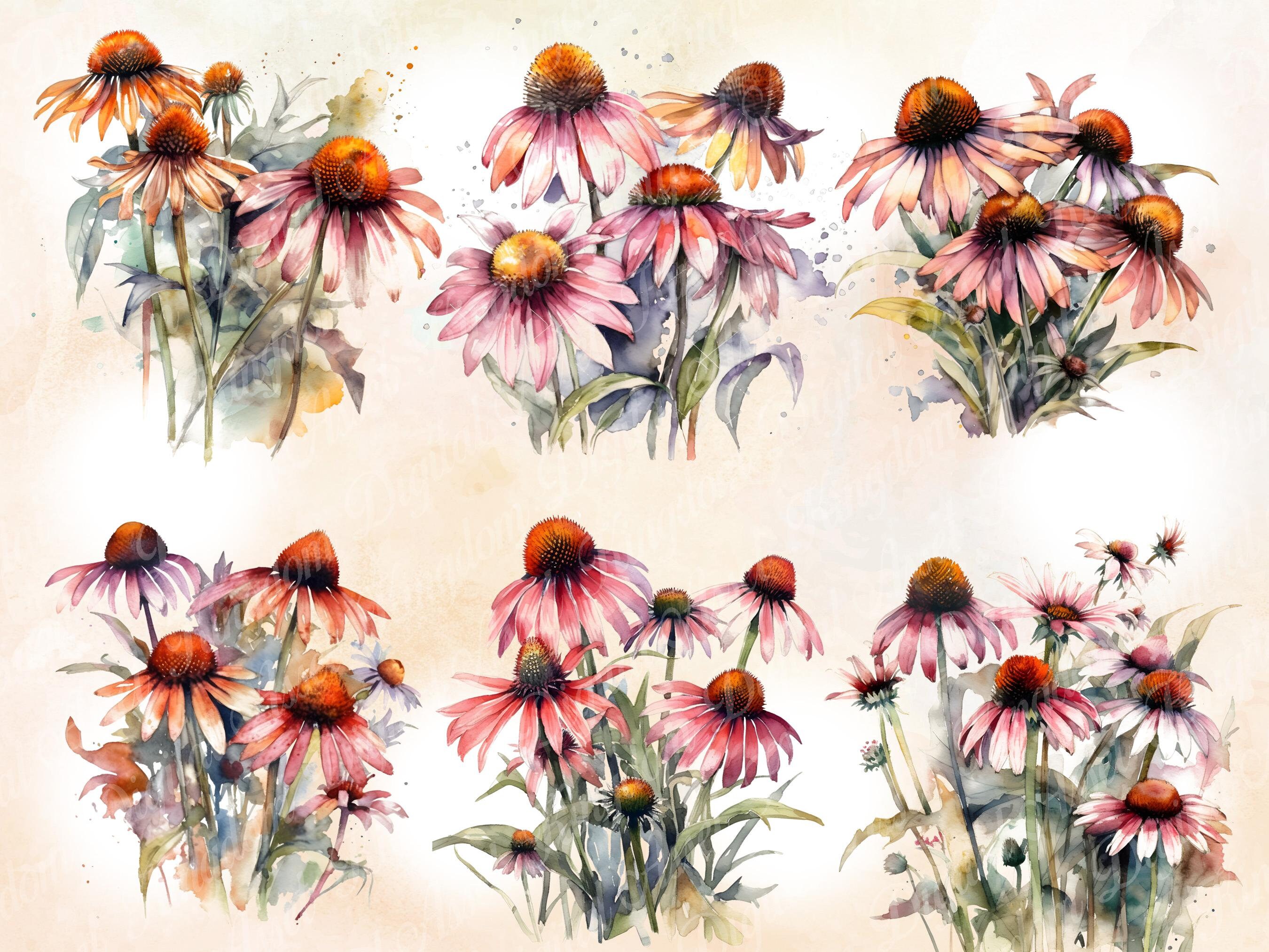 Coneflowers Watercolor Clipart PNG Floral Digital Hand - Etsy