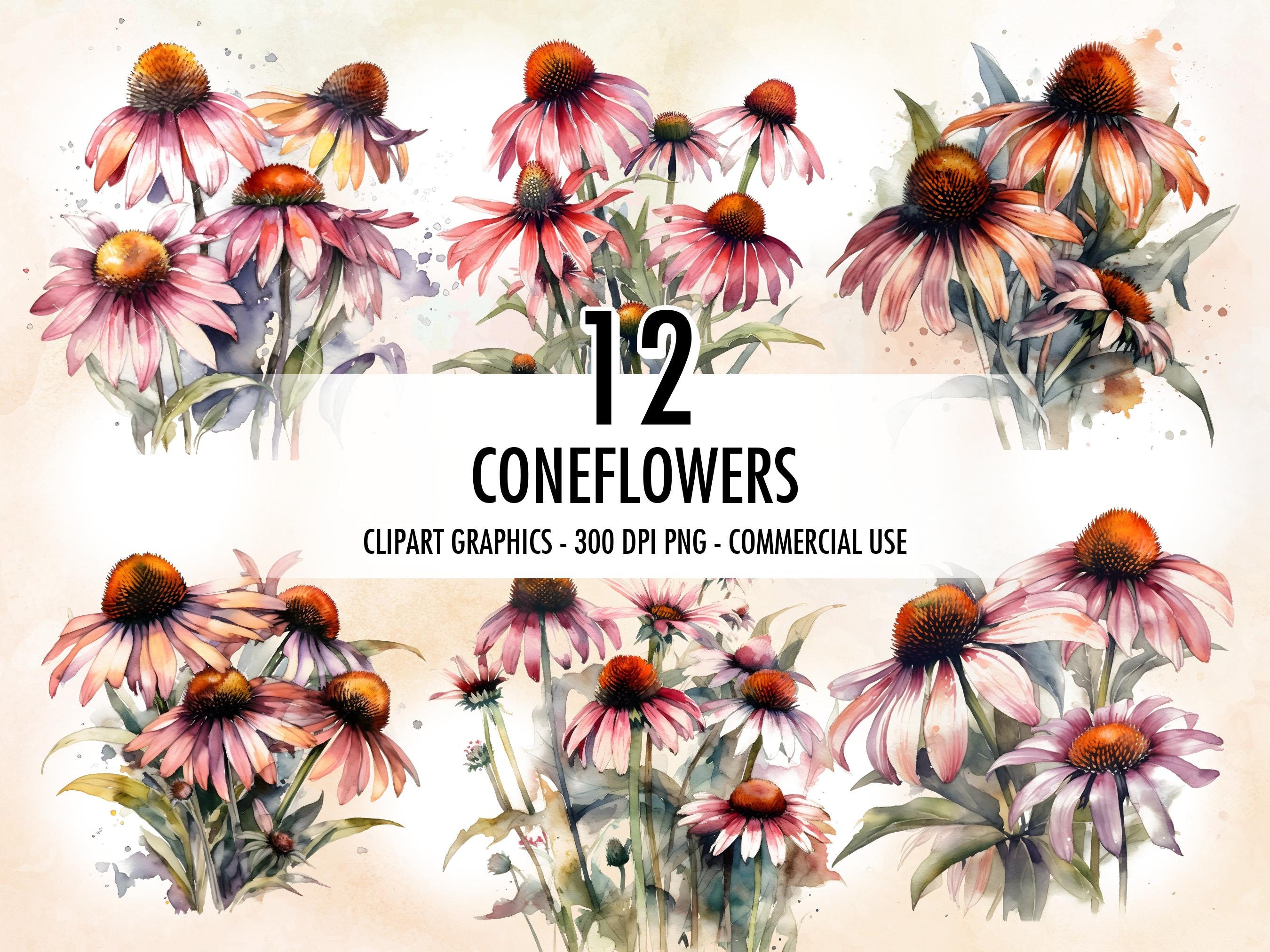Coneflowers Watercolor Clipart PNG Floral Digital Hand - Etsy