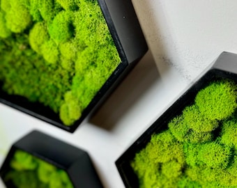Moss Art Hexagons