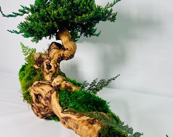 Moss Preserved Twisted Grape Wood Bonsai Tree Centerpiece