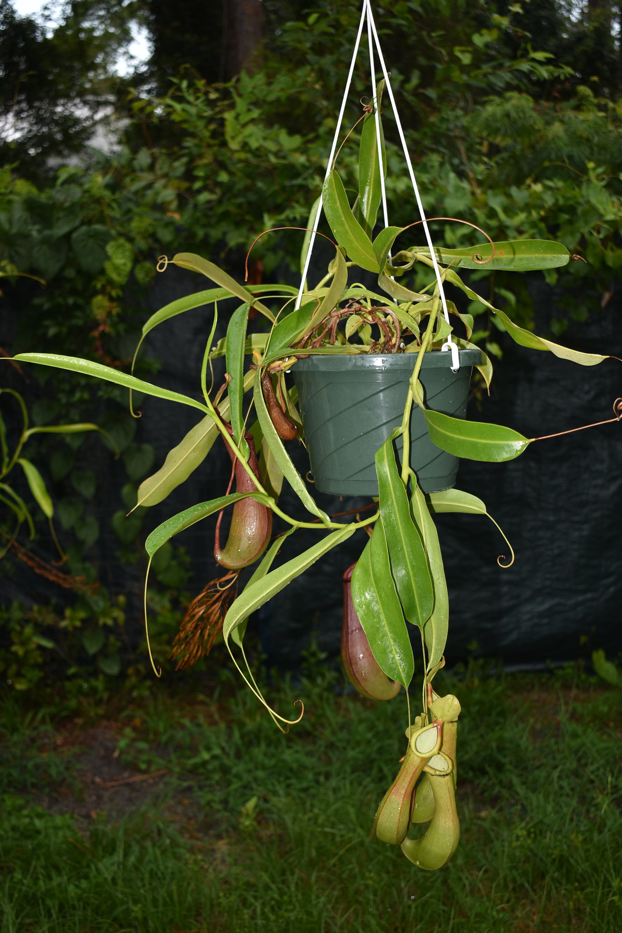 Vänt Ratta Nepenthes Ventrata