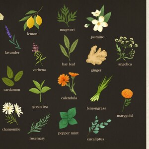 Pode incluir: Uma ilustra&ccedil;&atilde;o de 18 plantas diferentes comumente usadas na bruxaria, com seus nomes listados abaixo de cada imagem. As plantas est&atilde;o dispostas em uma grade sobre um fundo preto. O texto "Witchy Plants" est&aacute; no canto superior direito da imagem. O texto "Good Night Sleep Tight" est&aacute; no canto inferior direito da imagem.