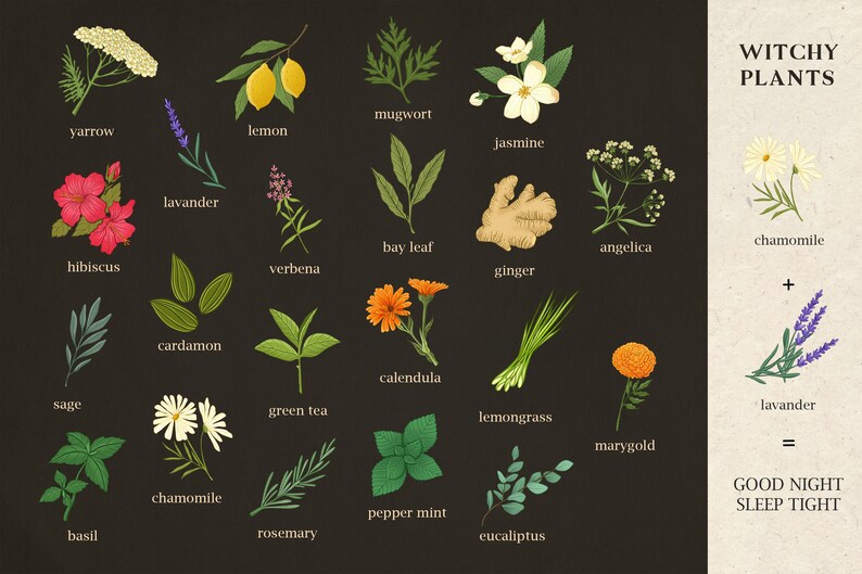 Pode incluir: Uma ilustra&ccedil;&atilde;o de 18 plantas diferentes comumente usadas na bruxaria, com seus nomes listados abaixo de cada imagem. As plantas est&atilde;o dispostas em uma grade sobre um fundo preto. O texto "Witchy Plants" est&aacute; no canto superior direito da imagem. O texto "Good Night Sleep Tight" est&aacute; no canto inferior direito da imagem.