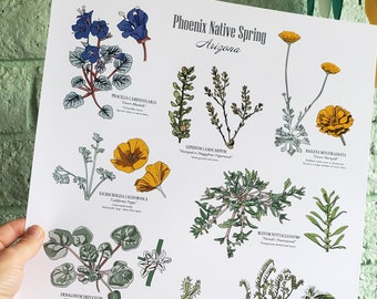 Phoenix Wüste botanische Kunstdruck - Einheimische Frühlingsblumen