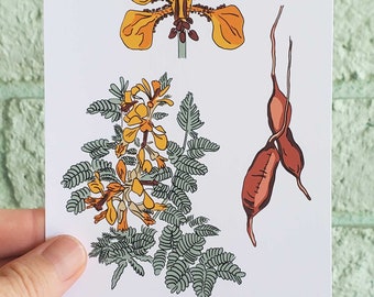 Sonora Wüstenpflanze Kunst, indische Binsenliebe, südwestlicher Giclée-Druck (4x6 ungerahmt)