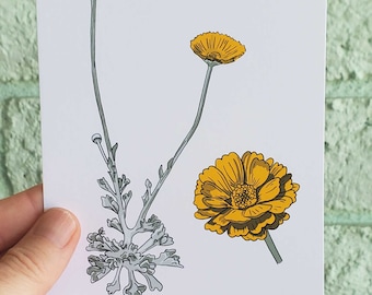 Wüsten-Ringelblume botanische Kunst Druck, Sonoran-Wüste Ureinwohner-Pflanze, 4x6 ungerahmt