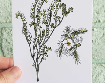 Sonoran-Wüste botanischer Kunstdruck, schmalblättrige Cryptantha