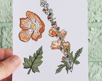 Botanical Wall Art of the Sonoran Desert, 4x6 print of Native Arizona Plant – Desert Globemallow, Unframed