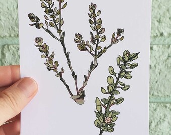 Sonoran Wüstenpflanze Druck, Hairy-pod Pepperweed Botanische Kunst (4x6 ungerahmt)