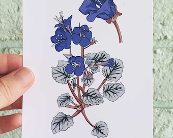 Desert Bluebells botanische Druck, Arizona Native Plant Art (4x6 ungerahmt)
