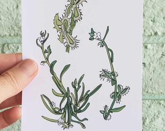 Sonoran Desert Botanischer Druck, Breitzahnige Pectocarya Kunst, 100x150