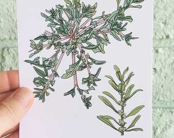 Sonoran Desert Botanischer Kunstdruck, Nuttall's Povertyweed, Arizona Native Pflanze (4x6 ungerahmt)