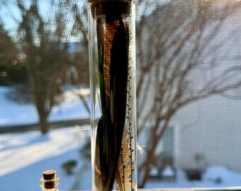 3 Crow Feathers in Apothecary Vial