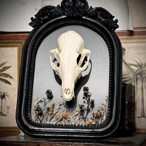 Swift Fox Skull Gothic Frame