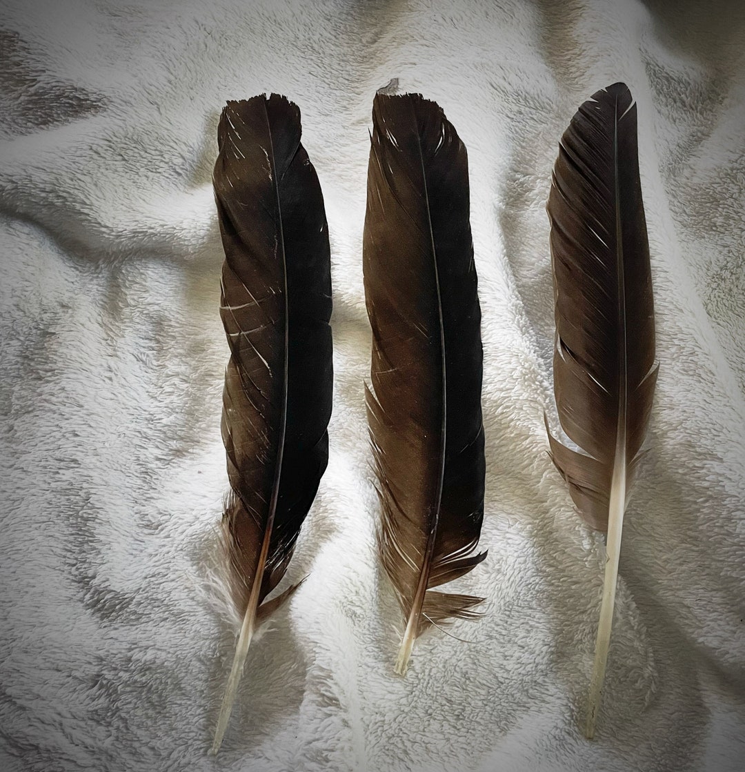Three Black Vulture Feathers Etsy