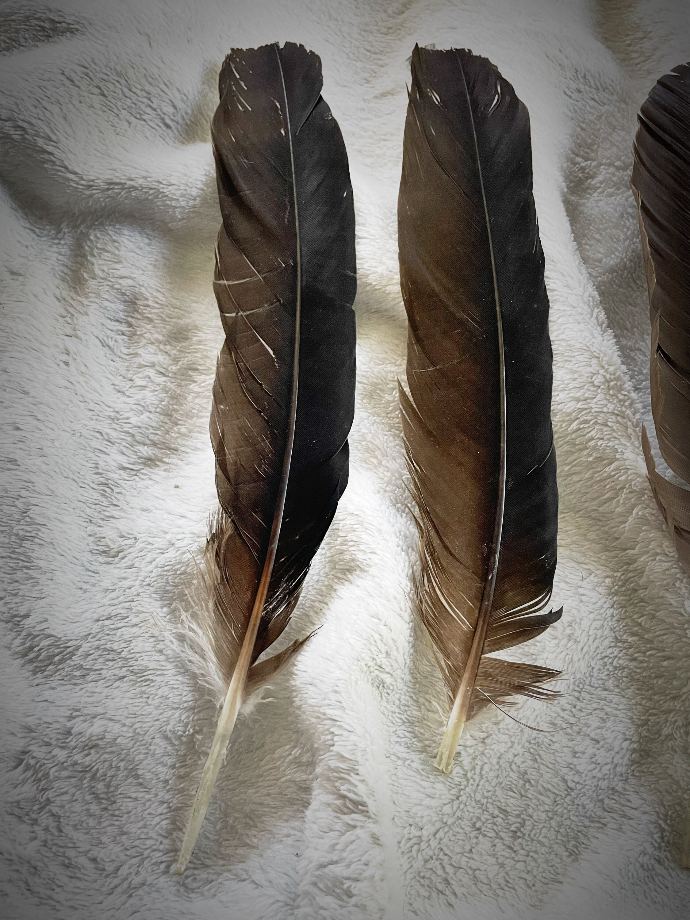 Three Black Vulture Feathers Etsy