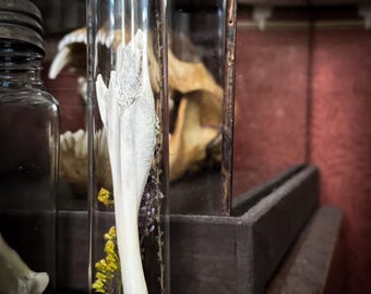 Abnormal Pathology Fox Leg Bone Specimen Jar