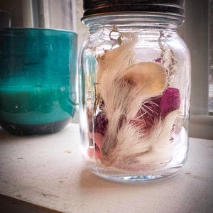 Geconserveerde glazen pot met albino-egelgezicht bloemen