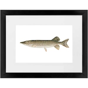 Northern Pike - Framed