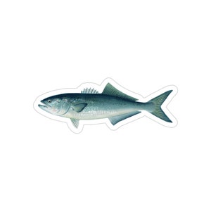 Bluefish - Decal