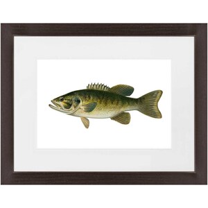 Smallmouth Bass - Framed