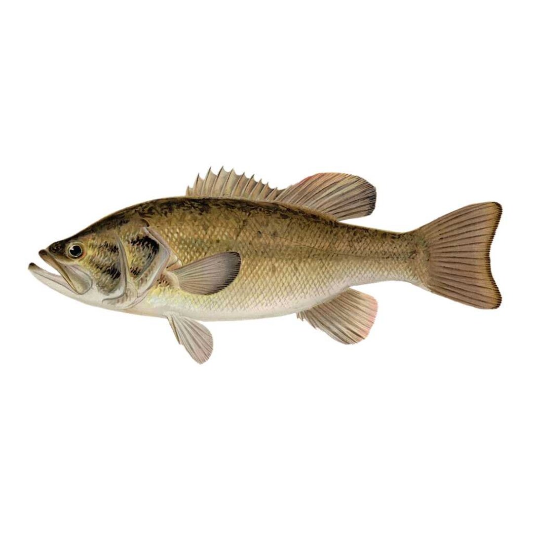 Largemouth Bass - Print - Etsy