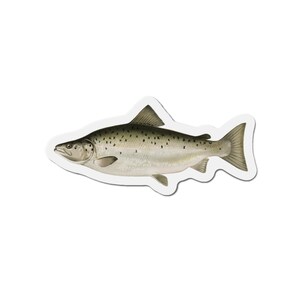 Landlocked Salmon / Ouananiche - Magnet