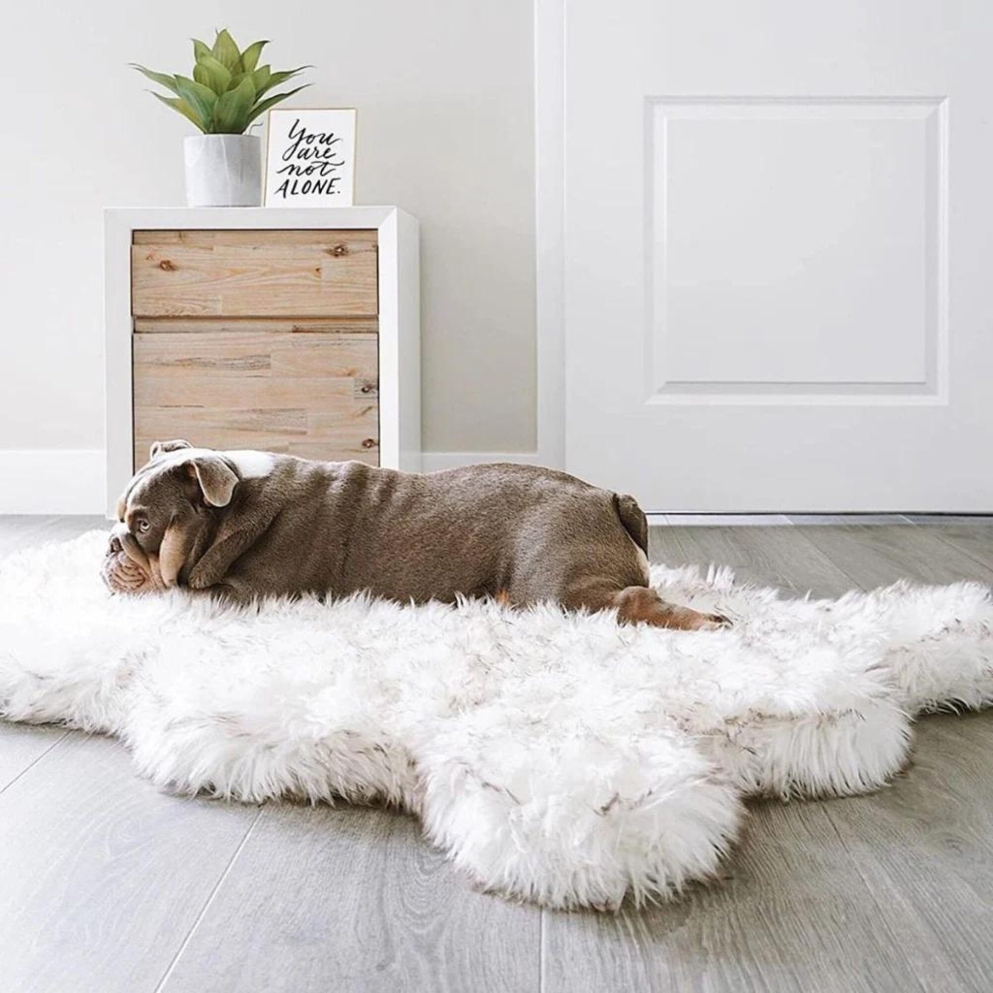 memory foam dog bed sale