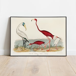 Birds Art Print, Flamingo Art Print, Vintage Birds Print, Vintage Art Print, Printable Art, Download Art Print, Instant Art