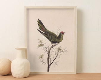 Bird Poster Art Vintage Poster Wall Art Illustration Bird Art Wall Decor For Living Room Instant Art
