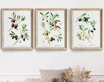 May include: Three framed botanical illustrations of olive branches with green leaves, black olives, and red olives. The illustrations are in a vintage style and have a white background. The frames are light wood and have a simple design.