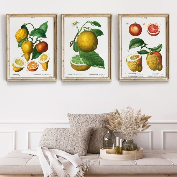 Vintage citrus print, set of 3 Prints, citrus fruit wall art, fruit prints, kitchen wall art, vintage botanical fruit prints