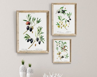 May include: Three framed botanical prints of olive branches with black and green olives. The prints are in white frames and are hanging on a white wall. The frames are all the same size and are arranged in a vertical line.
