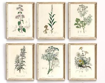 Vintage Kitchen Herbs Prints Set of 6 | Printable Digital Download ...